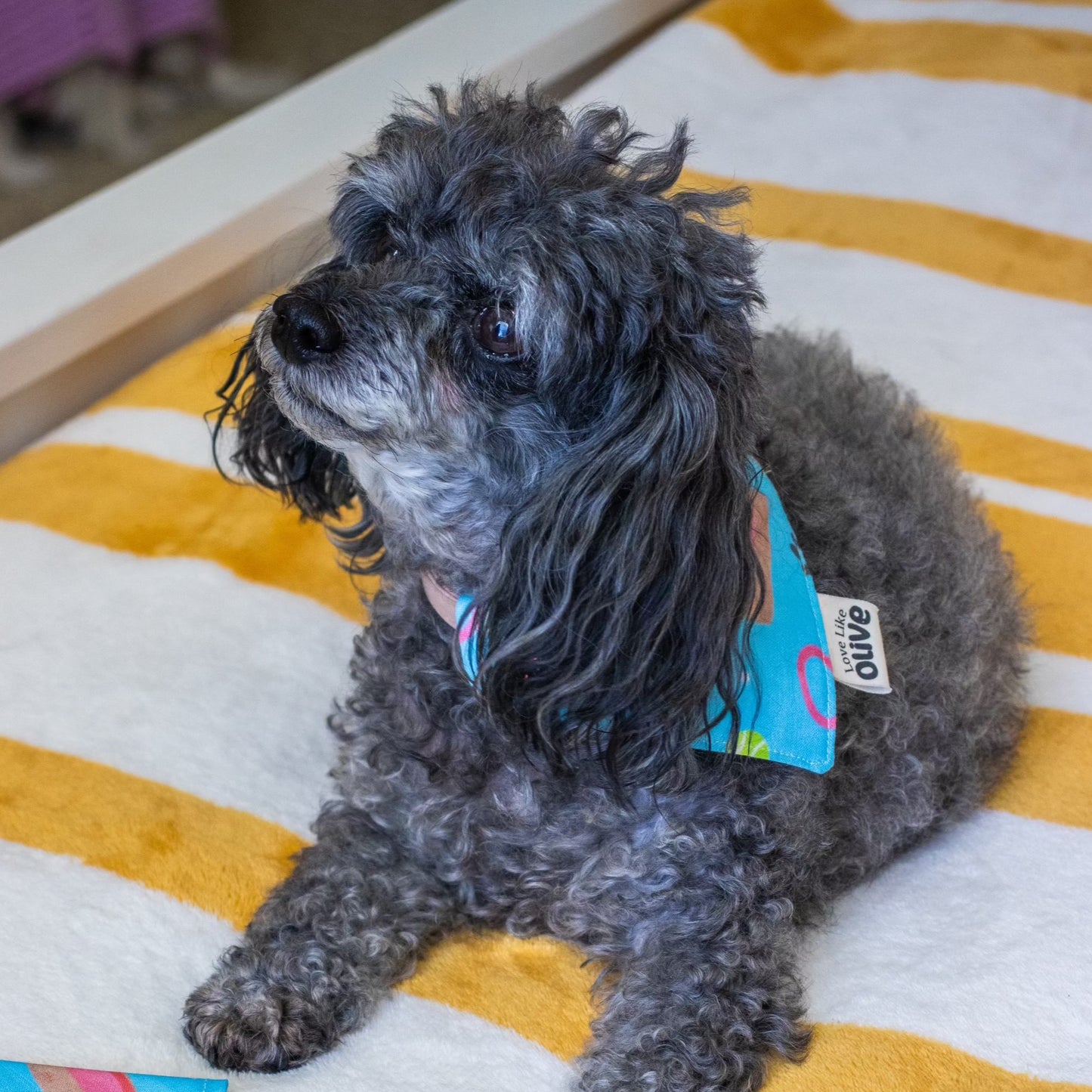 Love is Adventurous - Pet Bandana