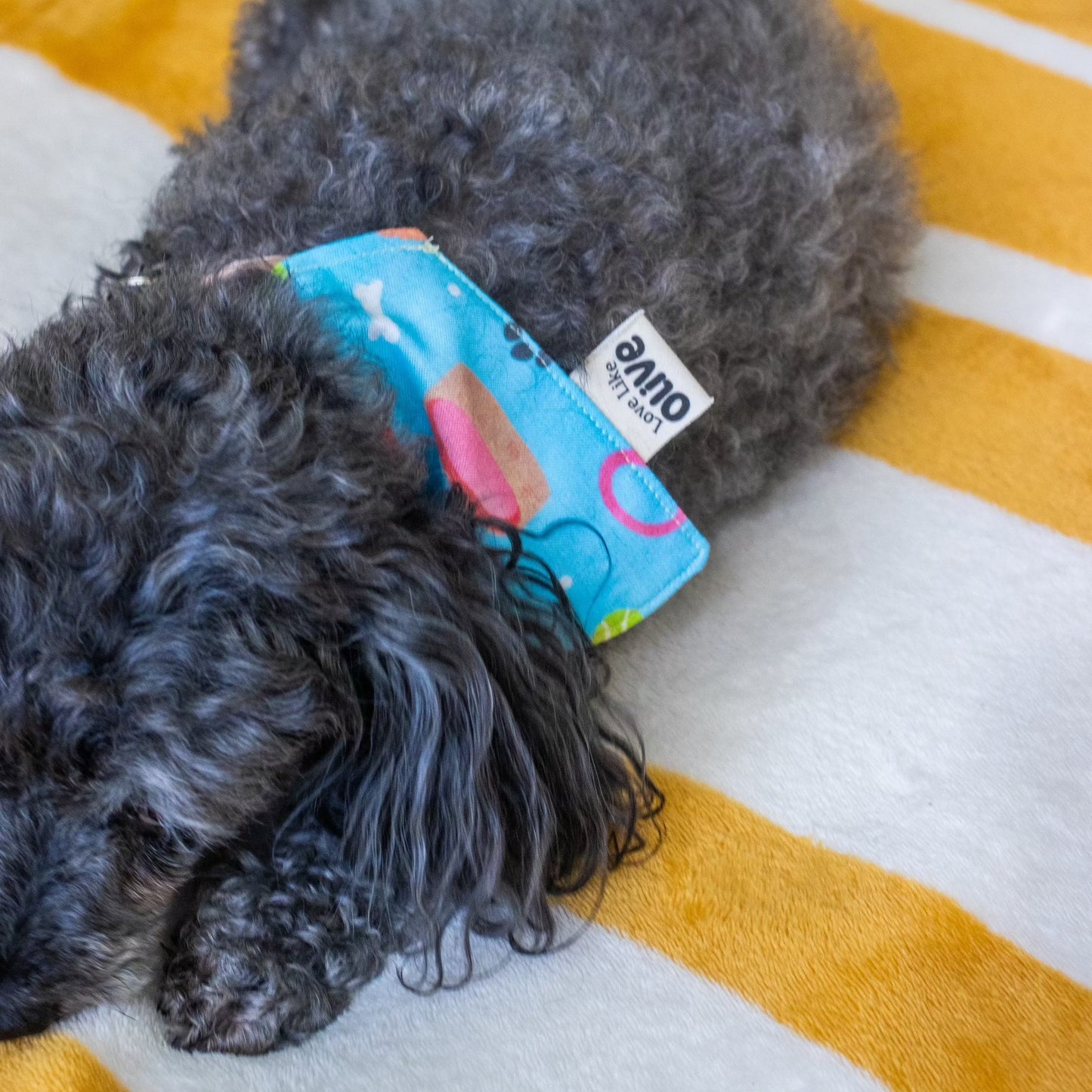 Love is Adventurous - Pet Bandana