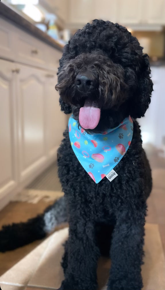 Love is Adventurous - Pet Bandana